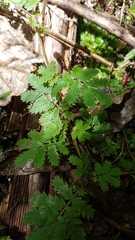 Acaena anserinifolia