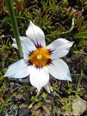 Romulea hallii