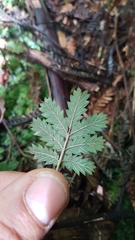 Acaena anserinifolia