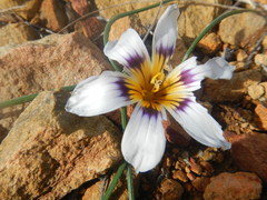 Romulea hallii