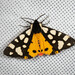 Tiger Moths and Allies - Photo (c) Giuseppe Molinari, some rights reserved (CC BY-NC), uploaded by Giuseppe Molinari