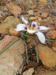 Romulea hallii