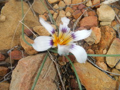 Romulea hallii