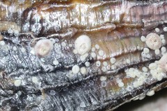 Amphibalanus venustus