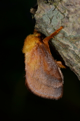 Narosoideus flavidorsalis