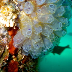 Clavelina moluccensis