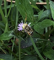 Eristalinus arvorum