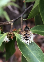 Eristalinus arvorum