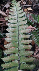 Aspleniaceae