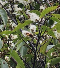 Eristalinus quinquestriatus