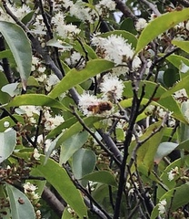 Eristalinus quinquestriatus