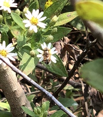 Eristalinus quinquestriatus