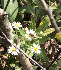 Eristalinus quinquestriatus