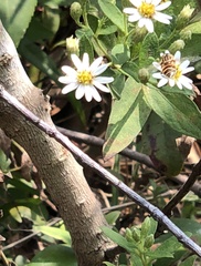 Eristalinus quinquestriatus