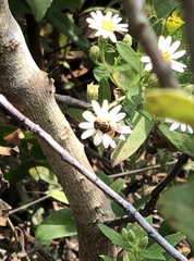 Eristalinus quinquestriatus
