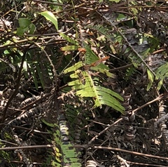 Eristalinus quinquestriatus