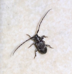 Exocentrus alboguttatus