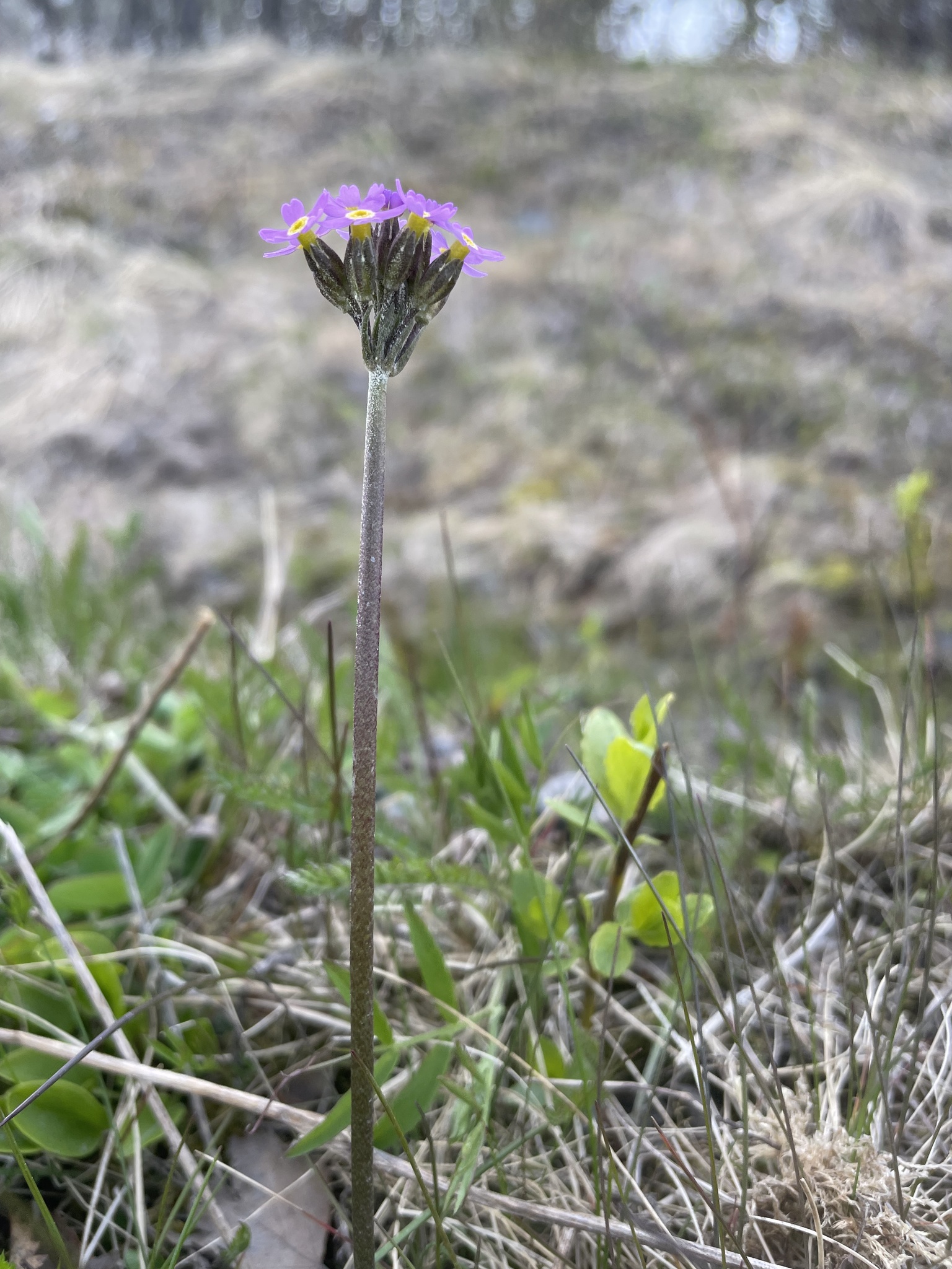 Stiff Primrose (Primula stricta) · iNaturalist