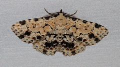 Sandava scitisignata