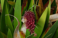 Xeronema callistemon
