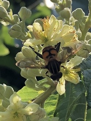 Mesembrius bengalensis