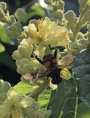 Mesembrius bengalensis