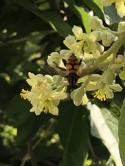 Mesembrius bengalensis