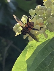 Mesembrius bengalensis