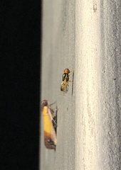 Microchrysa flaviventris