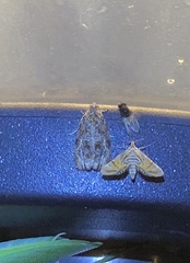 Minettia longipennis