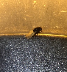 Minettia longipennis