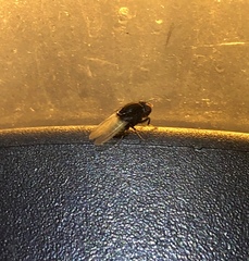 Minettia longipennis