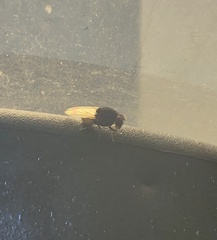 Minettia longipennis