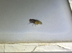 Minettia longipennis