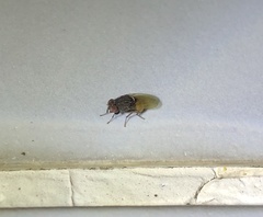 Minettia longipennis