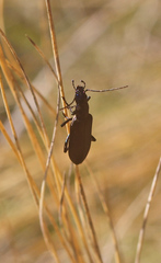 Selenopalpus cyaneus