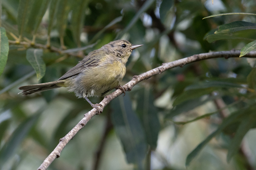 Channel Islands Orange-crowned Warbler