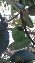 Garcinia