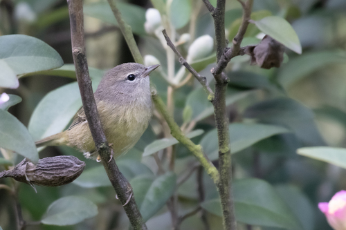 Eastern Orange-crowned Warbler