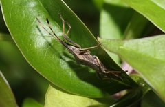 Gelonus tasmanicus