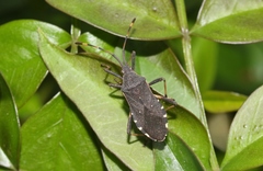 Gelonus tasmanicus