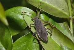 Gelonus tasmanicus