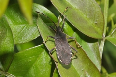 Gelonus tasmanicus