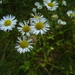 Erigeron annuus septentrionalis - Photo (c) Serge M. Appolonov, some rights reserved (CC BY-NC), uploaded by Serge M. Appolonov