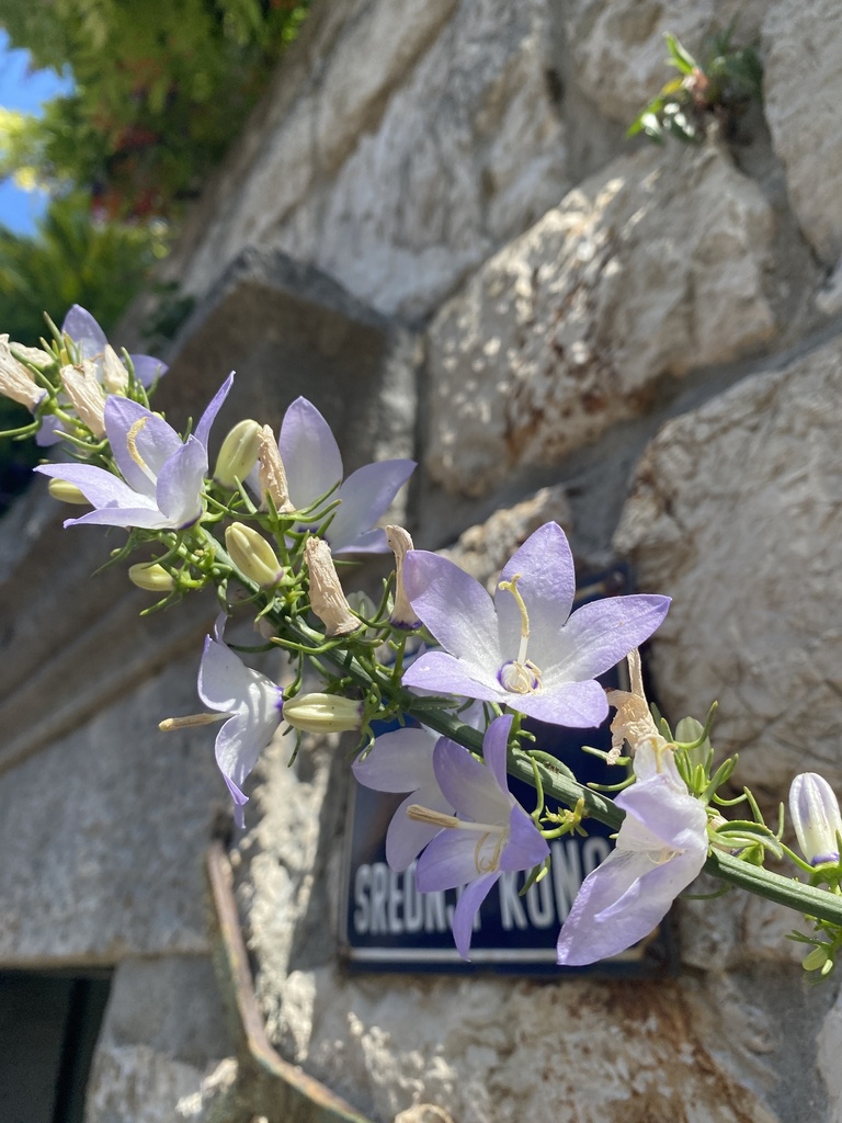 Campanula austroadriatica
