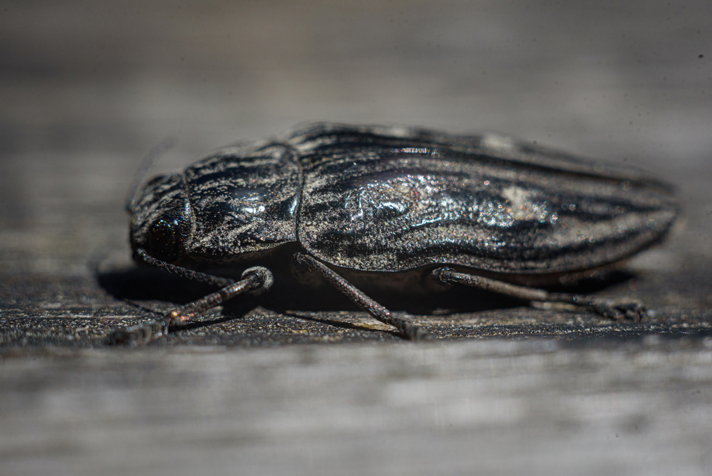 Pine-borer, photo 1 of 10