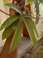 Adansonia grandidieri image