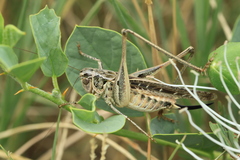 Platycleis affinis