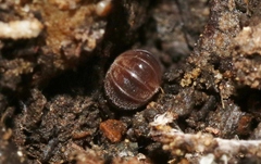 Eluma caelata