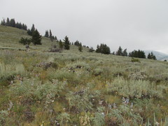 Pyrrocoma carthamoides